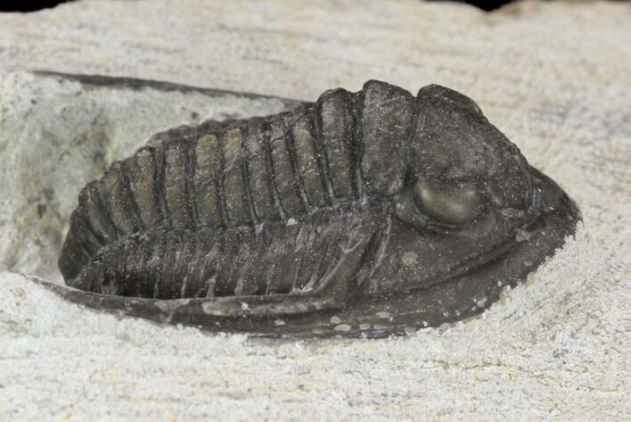 Bargain, Cornuproetus Trilobite Fossil - Morocco #119944